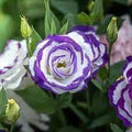 Violet White Lisianthus Flower Seeds for Planting – Garden Favorite Heirloom Non-GMO Seeds