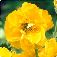 Lady Stratheden Flower Seeds for Planting – Premium Quality Heirloom Non-GMO High Germination Organic Garden Seeds