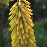 Kniphofia Flower Seeds for Planting – Heirloom, Non-GMO, Cut Flower Favorite, High Germination Organic Garden Seeds