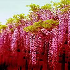 Pink Blue Wisteria Flower Seeds for Planting – Vibrant Colors, Heirloom, GMO Free Organic Garden Seeds