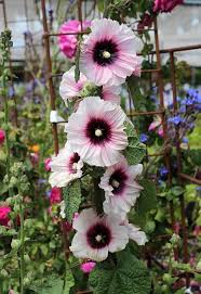 White & Pink Hollyhock Flower Seeds for Planting – Heirloom, Non-GMO Hardy Organic Garden Seeds