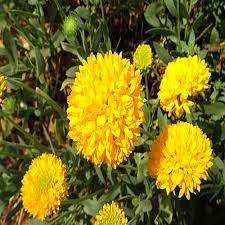 Yellow Chrysanthemum Flower Seeds – Heirloom, Non-GMO, High Germination Organic Garden Seeds