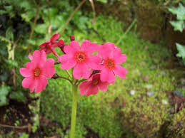 Primula Japonica Flower Seeds for Planting – Heirloom, Non-GMO, High Germination Organic Garden Seeds