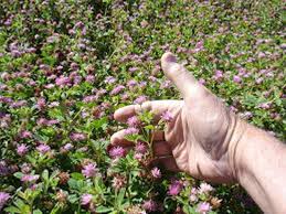 Heirloom Persian Clover Flower Seeds for Planting – Non-GMO, High Germination Garden Seeds