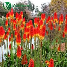 Kniphofia Uvaria Flower Seeds for Planting – Heirloom, Non-GMO, High Germination Garden Seeds