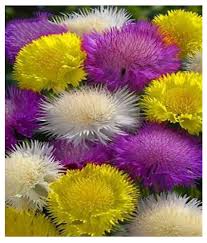 Centaurea Moschata Flower Seeds for Planting – Drought Tolerant, Heirloom, Non-GMO, High Germination Organic Garden Seeds