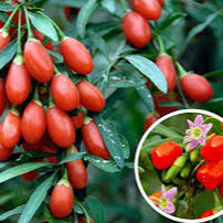 Fruit Seeds,Garden seeds, Seeds For Planting,Plant Seeds