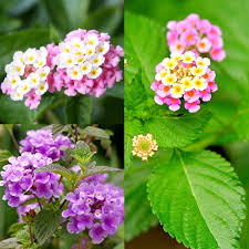 Lantana Flower Seeds for Planting – Wildflower Mix, Heirloom & Non-GMO Seeds