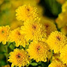 Yellow Chrysanthemum Flower Seeds for Planting – Heirloom, Non-GMO, Hardy Variety Organic Garden Seeds