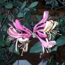 Honeysuckle Flower Seeds for Planting – Premium Quality, Heirloom, Non-GMO, Organic Garden Seeds