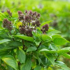 Basil Scented Flower Seeds for Planting | Heirloom Non-GMO Organic Garden Seeds