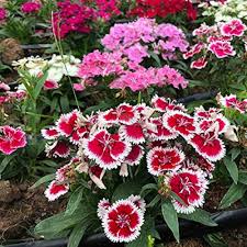 Dianthus Flower Seeds for Planting – Colorful Display Heirloom Non-GMO High Germination Organic Garden Seeds