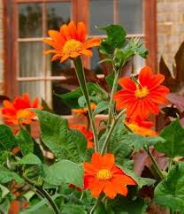 Orange Tithonia Speciosa Flower Seeds for Planting – Borders, Heirloom, Non-GMO, High Germination Organic Seeds