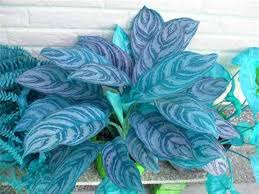 Aglaonema Flower Seeds – Heirloom, Non-GMO, Cottage Garden Essential