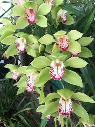 Green Cymbidium Orchid Flower Seeds for Planting – Shade-Tolerant, Heirloom & Non-GMO, High Germination
