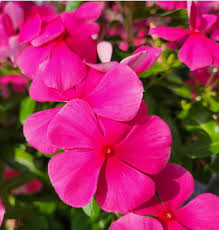 Heirloom Vinca Flower Seeds for Planting – Non-GMO, High Germination Organic Garden Seeds