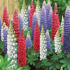 Mixed Tutti Frutti Lupine Flower Seeds for Planting – Heirloom, Non-GMO, Bright Blooms, High Germination