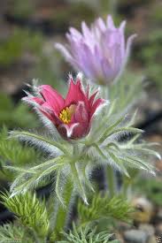 Mixed Anemone Pulsatilla Seeds for Planting – Heirloom, Non-GMO, Drought-Tolerant High Germination Seeds