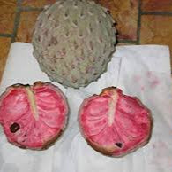 Pink Soursop fruit seeds for planting - Heirloom & Non-GMO Tropical Garden seeds