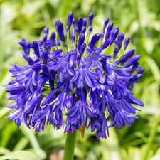 Mix Agapanthus Flower Seeds for Planting – Heirloom, Non-GMO, High Germination Organic Garden Seeds