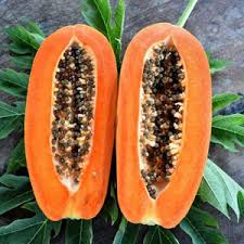Red Caribbean Papaya fruit seeds for planting - Heirloom & Non-GMO Garden seeds