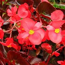 Red Wax Begonias Flower Seeds for Planting – Pollinator Friendly, Heirloom, Non-GMO, Organic Garden Seeds