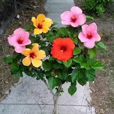 Multi-Colour Hibiscus Flower Seeds for Planting – Compact Growth, Heirloom, Non-GMO, High Germination Organic Seeds