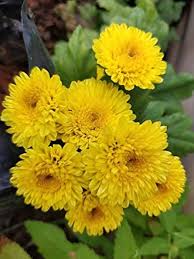 Yellow Chrysanthemum Seeds – Heirloom, Non-GMO, Drought Tolerant