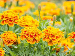 Heirloom Marigold Flower Seeds for Planting – Non-GMO, High Germination Organic Garden Seeds