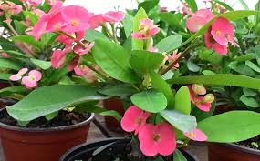 Mixed Euphorbia Milii Hybrid Flower Seeds for Planting – Premium Quality, Heirloom, Non-GMO, High Germination Organic Seeds