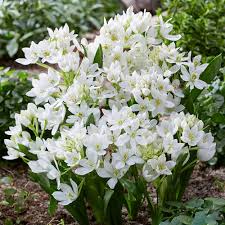 Ornithogalum Saundersiae Flower Seeds for Planting – Heirloom, Non-GMO, Low Maintenance Organic Garden Seeds