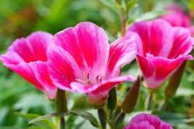 Heirloom Clarkia Flower Seeds for Planting – Non-GMO, High Germination Organic Garden Seeds