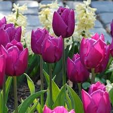 Purple Tulip Flower Seeds for Planting – Fragrant Blossoms, Heirloom, Non-GMO, High Germination Organic Garden Seeds