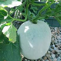 Vegetable Seeds,Garden seeds, Seeds For Planting,Plant Seeds