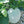 Vegetable Seeds,Garden seeds, Seeds For Planting,Plant Seeds