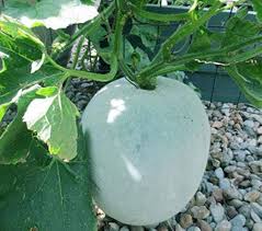 Vegetable Seeds,Garden seeds, Seeds For Planting,Plant Seeds