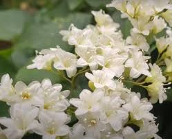 White Snow Flower Seeds for Planting – Heirloom, Non-GMO, Organic Garden Seeds