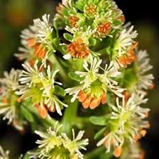 Heirloom Mignonette Flower Seeds for Planting – Sun Loving, Non-GMO, High Germination Organic Garden Seeds