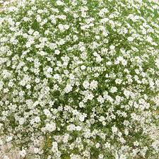 White Catchfly Flower Seeds for Planting – Heirloom, Non-GMO, Drought Tolerant Organic Garden Seeds