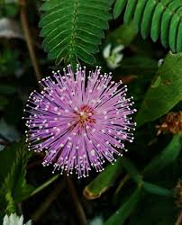 Mimosa Flower Seeds for Planting - Heirloom, Non-GMO, High Germination Organic Garden Seeds