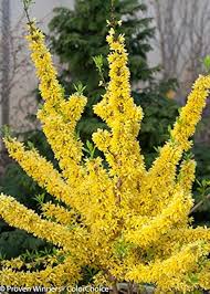 Forsythia Hampshire Flower Seeds – Heirloom, Non-GMO, Premium Quality