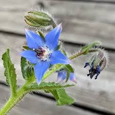 Blue Borage Flower Seeds for Planting – Heirloom, Non-GMO, High Germination Organic Garden Seeds