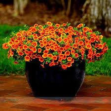 Calibrachoa Flower Seeds for Planting – Non-GMO, High Germination Heirloom Garden Seeds