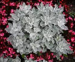 Gray Cineraria Dusty Flower Seeds for Planting – Heirloom, Non-GMO, High Germination Organic Garden Seeds