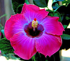 Purple & Pink Hibiscus Flower Seeds for Planting – Heirloom, Non-GMO, Cut-Flower Organic Garden Seeds