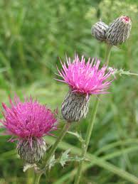 Cirsium Muticum Flower Seeds for Planting – Heirloom Non-GMO Drought Tolerant Organic Garden Seeds