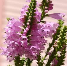 Pink Physostegia Flower Seeds for Planting | Heirloom Non-GMO High Germination Organic Garden Seeds