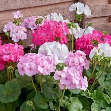 Mixed Geranium Flower Seeds for Planting – Heirloom, Non-GMO, Pollinator-Friendly Organic Garden Seeds