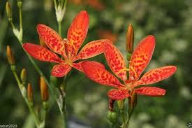 Belamcanda Flower Seeds for Planting – Heirloom, Non-GMO, Hardy Variety Organic Garden Seeds