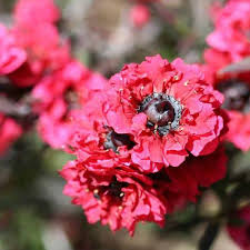 Pink Manuka Honey Teatree Leptospermum Scoparium Flower Seeds for Planting – Heirloom Non-GMO Organic